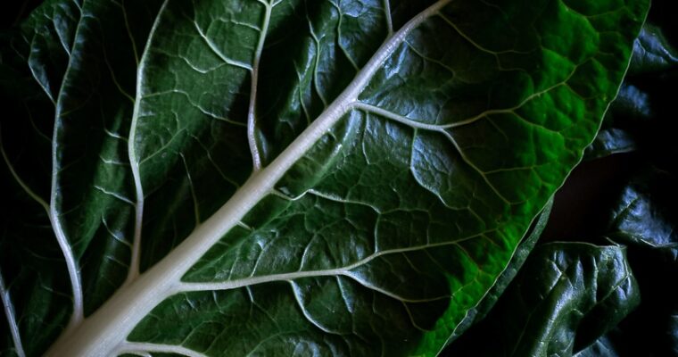 5 recettes pour cuisiner des blettes