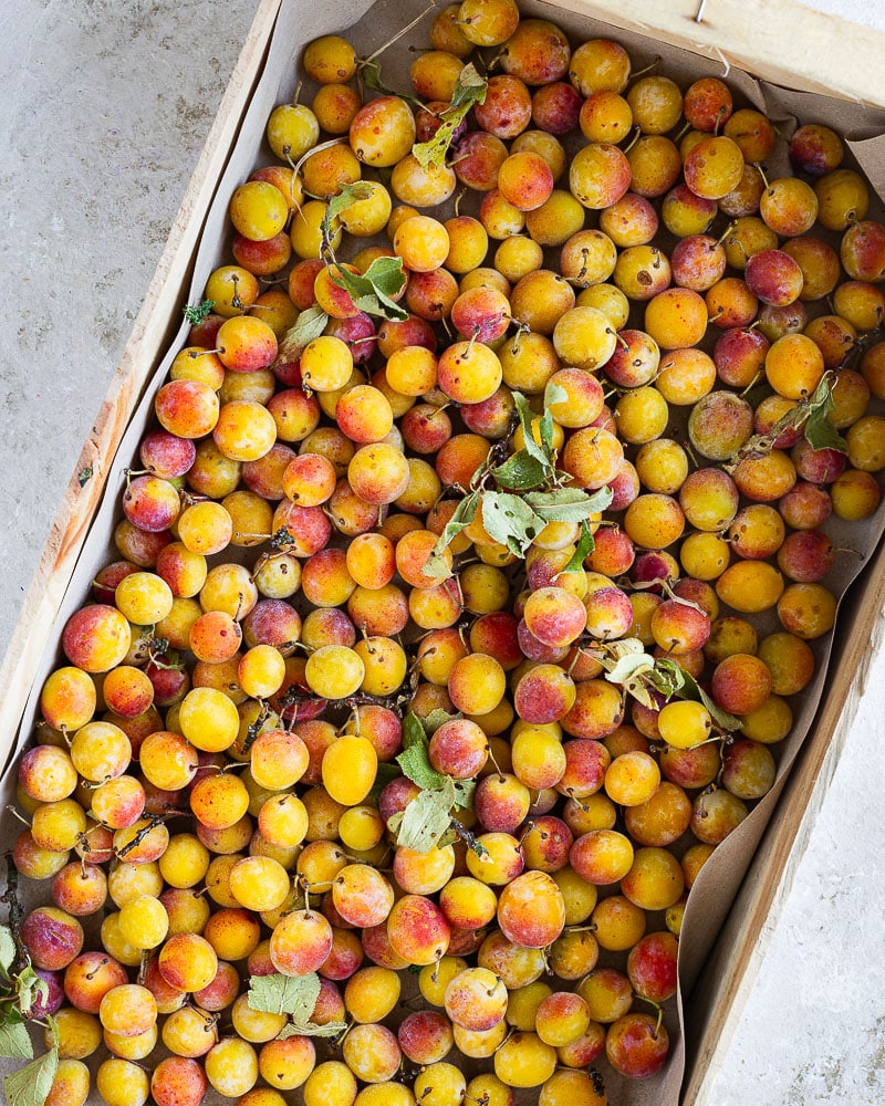 Rhum arrangé aux mirabelles maison : profitez des mirabelles toute l’année avec cette recette. Une idée originale à offrir (ou à garder) !