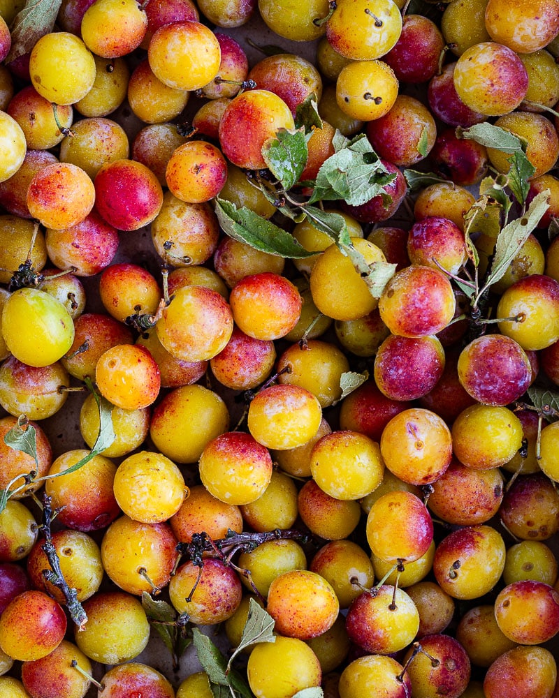 Rhum arrangé aux mirabelles maison : profitez des mirabelles toute l’année avec cette recette. Une idée originale à offrir (ou à garder) !