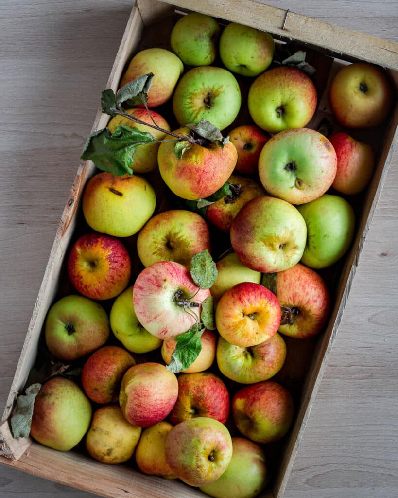 Découvrez notre tarte double pomme, une recette simple et peu sucrée qui sublime les pommes d’automne avec une compote maison et des lamelles dorées.